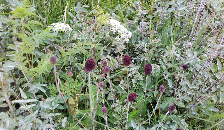 Großer Wiesenknopf