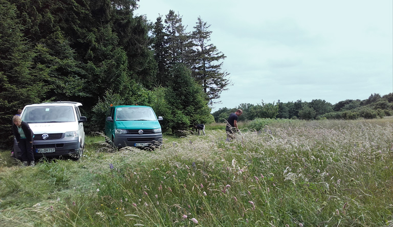 Mit Mäh-Aktionen und per Hand werden die Lupinen noch vor dem Samenwurf entfernt, um die offene Wiesenlandschaft der Langen Rhön zu erhalten. 