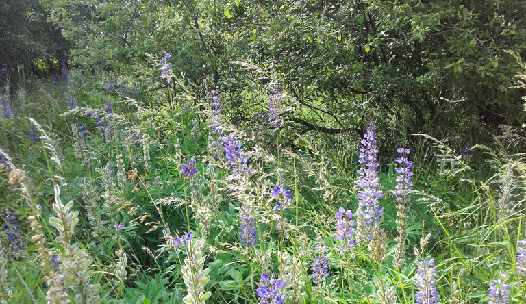 Ursprünglich stammt die Lupine aus Nordwestamerika und ist erst im 19. Jahrhundert nach Europa gelangt.