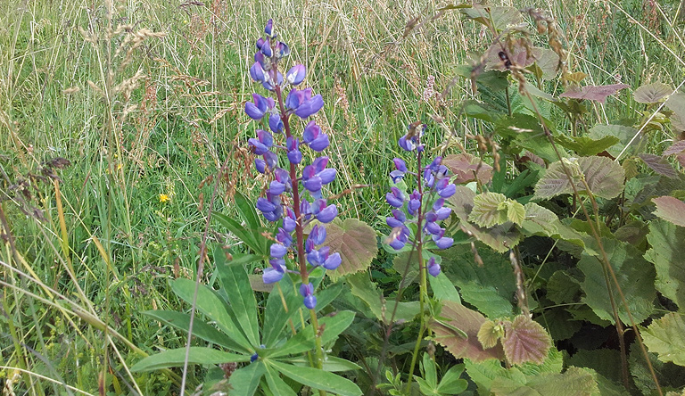 Die Lupine droht die einheimische Vegetation zu vernichten. 