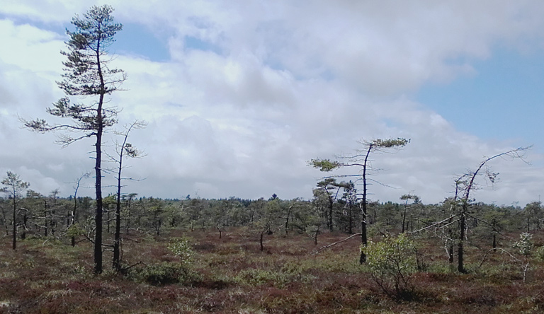 Die auf der Welt verbliebenen Moore speichern im Torf mehr Kohlenstoff als die Wälder unserer Erde.