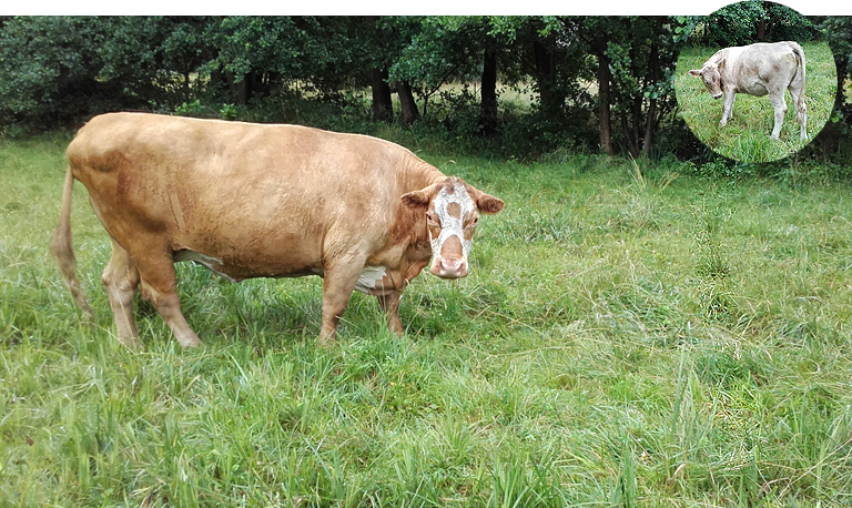 Am Leineweber im Spreewald - die weise Alte mit ihrem Kalb.