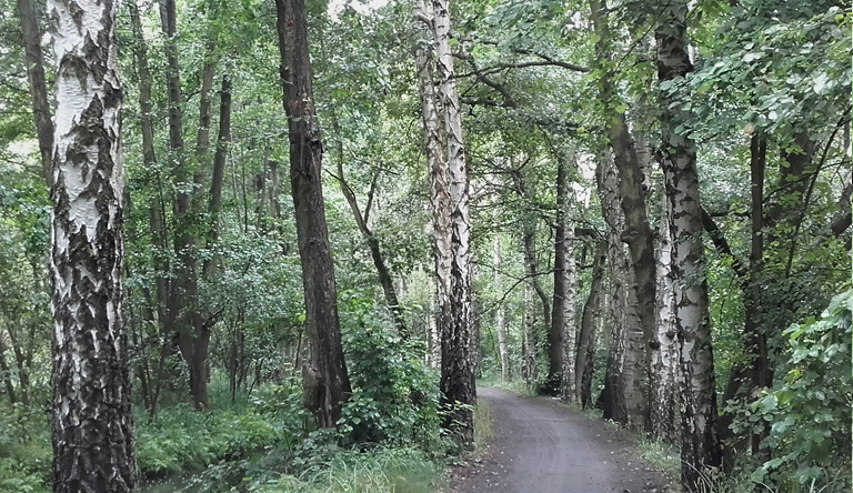 Leiper Grabenweg mit Moorbirken, © K.G.Brandler