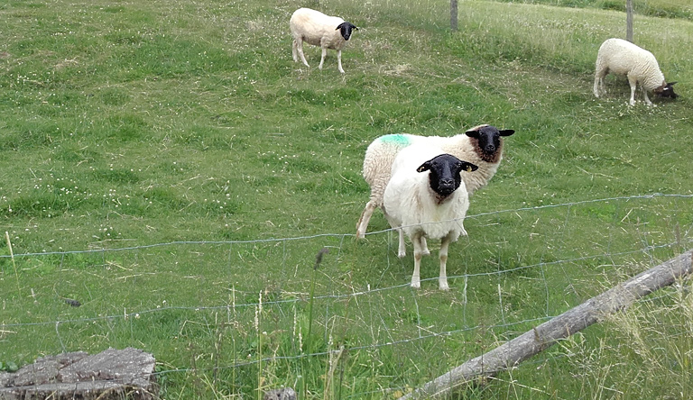 Was wäre die Rhön ohne Rhönschafe...