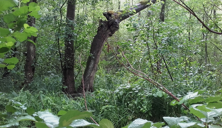 Der slawische Urwald, © K.G.Brandler