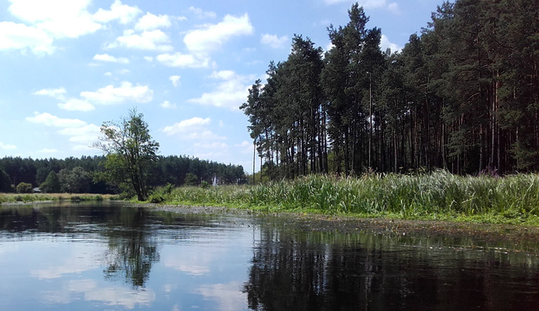 Flachlandfluss Wda mit Kiefernwald