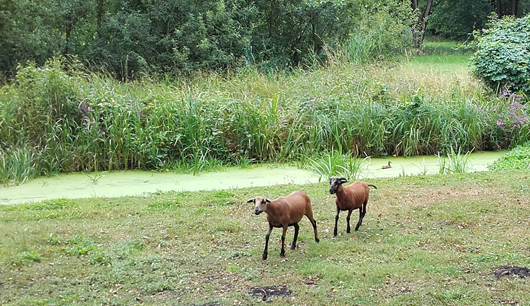 Spreewald, © K.G.Brandler