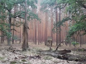 Feuermann tanzt durch die Wälder...