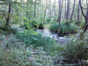 Rückweg durch das Rosinfenn