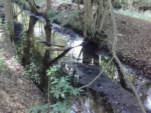 Klein Briesener Bach - eingedämmt vor dem Mühlteich