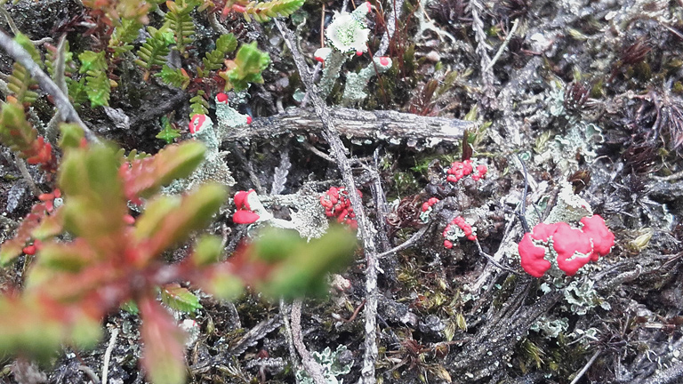 Wenn die Heide sich verweigert: millimeterkleine, versteckte Farbtupfer der Scharlach-Becherflechten