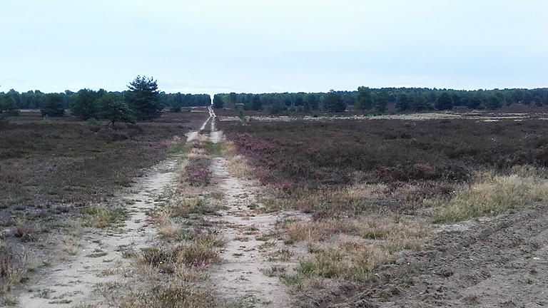 Vertrocknete, braune Heide so weit das Auge reicht