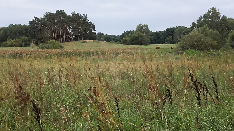 Landschaft vor Rägelin