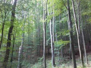 Geschützter Hangwald