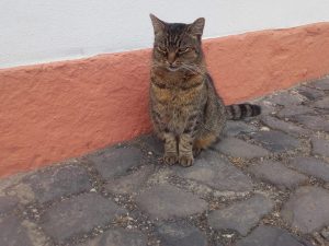 Klosterkatze - sie hat den Sinn verinnerlicht