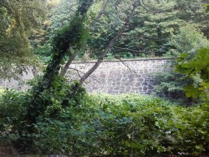 Mauer am Steilhang des östlichen Ufers der Neiße, unterhalb ist der blühende Knöterich zu sehen