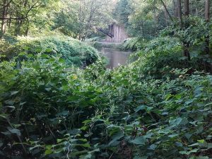 Durch den Staudenknöterich hindurch kaum noch zu sehen: die Brücke über die Neißeschleife, © K.G.Brandler