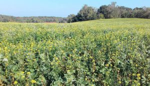 Niederlausitzer Landrücken bei Weißack