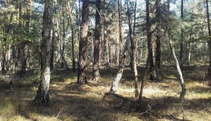 Typischer Moorwald