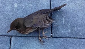 Toter, noch warmer Vogel am Bahnhof Walddrehna