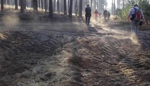 Waldboden im Kiefernwald