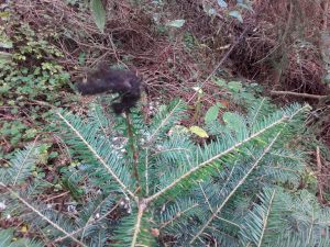 Bergwaldprojekt Eibenstock, schwarze Puschel