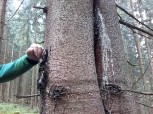 Wie das Rotwild dem Nutzwald schadet