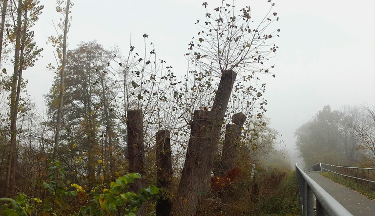 Brücke über den Wustrauer Rhin im Nebel