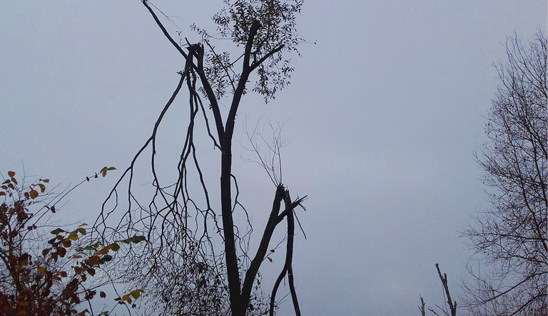 Am Rhin verdichtet sich wieder der Nebel