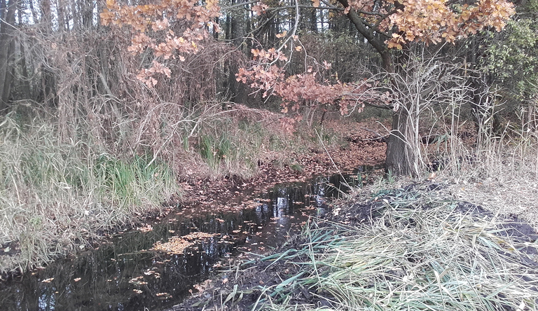 Die Grenze zum Bruchwald Rosdunk