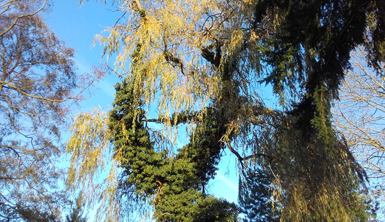 Buschmühle Richtung Himmel