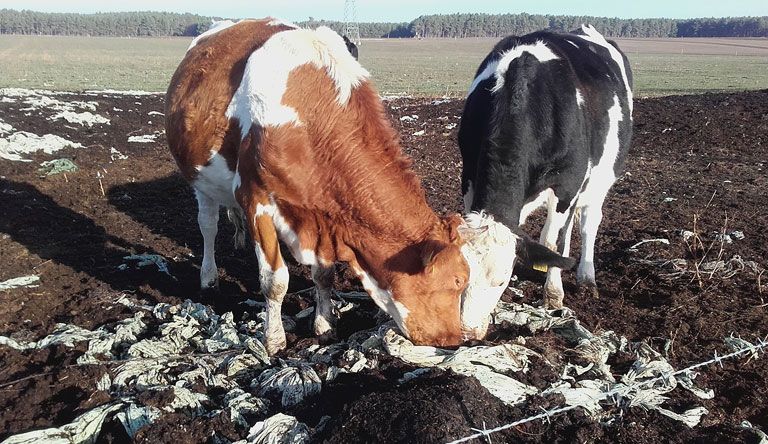 Kuhweide in Rietz bei Treuenbrietzen