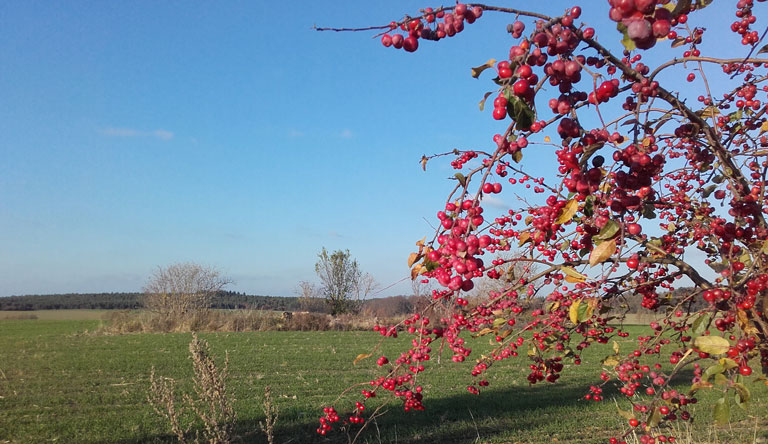 Landschaft bei Sieversdorf