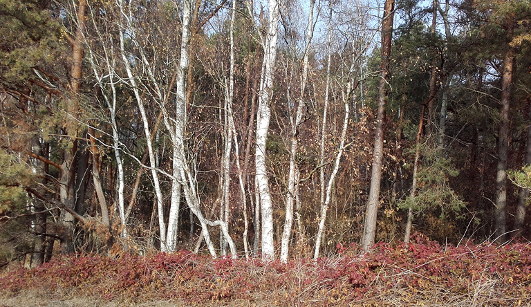 ...vorbei am bunten Herbst