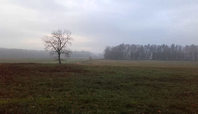 Novembermorgen im Fläming