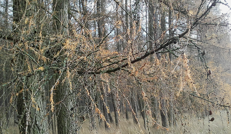 Durch den Lärchenwald