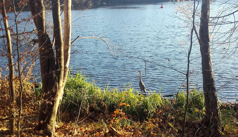 Fischreiher am Machnower See