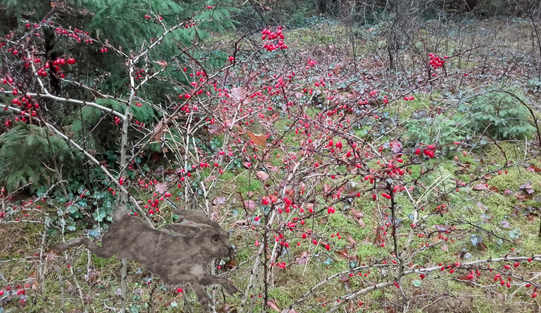 Wilmersdorfer Waldfriedhof mit Baluscheks Hasen