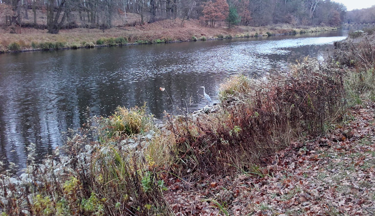 Graureiher am Kanalauenweg Teltowkanal