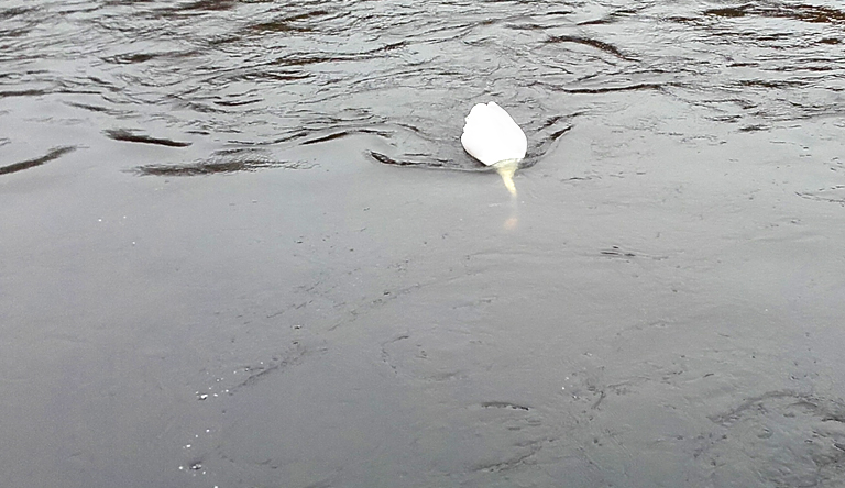 Schwan an einem Zufluss Kanalauenweg, Teltowkanal