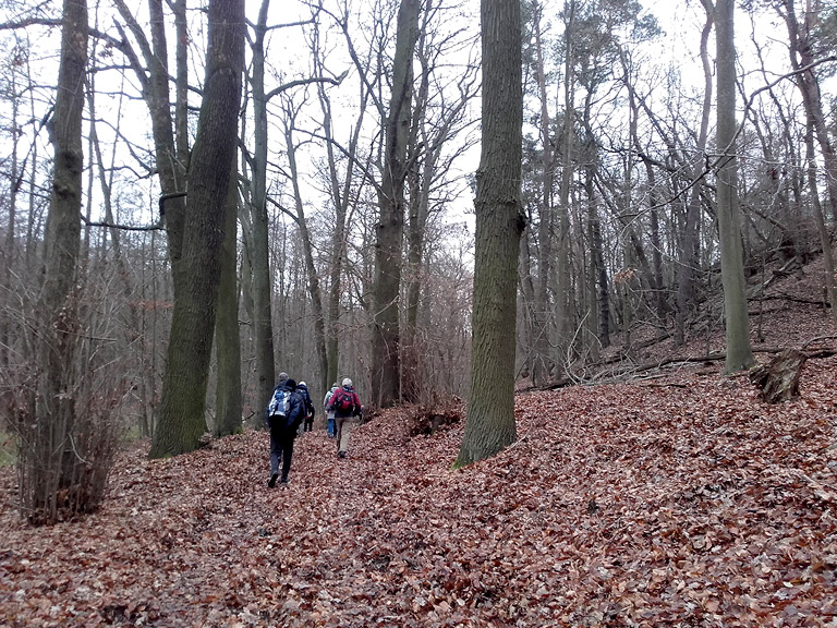 Zum westlichen Ufer am Wermelinsee 