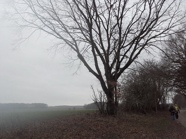 Blick durch den Regen Richtung Königsgrab Seddin