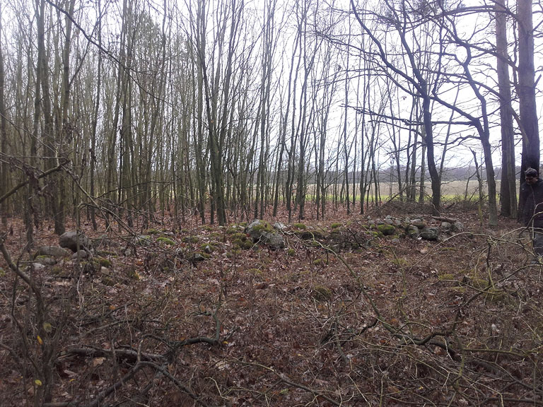 Hügelgrabfeld, verborgen in einem kleinen, relativ jungen Wald 