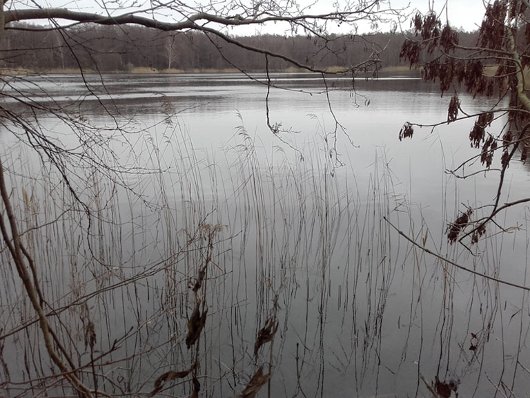 Prignitz: Karpfenteich bei Horst