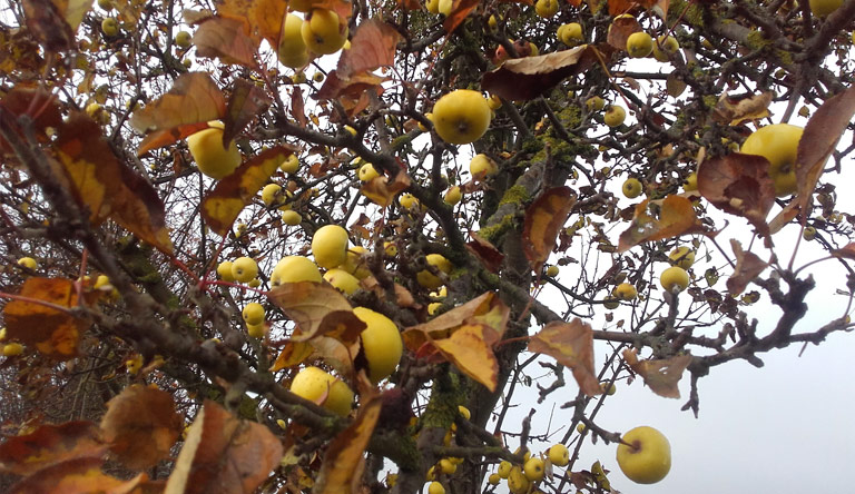 ...und süße Winteräpfel