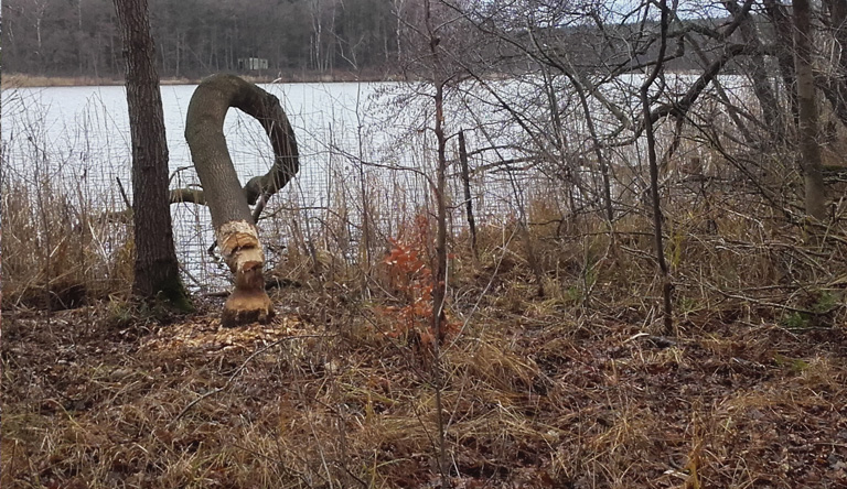 Dolgensee mit jungem Biberfraß