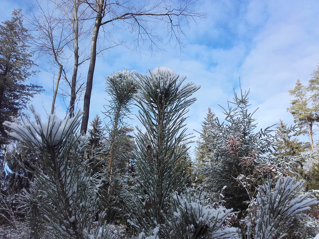 Fläming Winterwald. Copyright K.G.Brandler