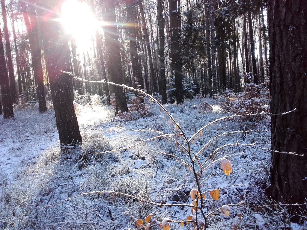 Fläming Winterwald. Copyright K.G.Brandler