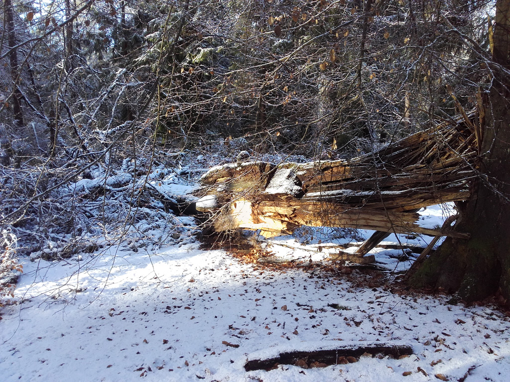 Fläming Winterwald. Copyright K.G.Brandler