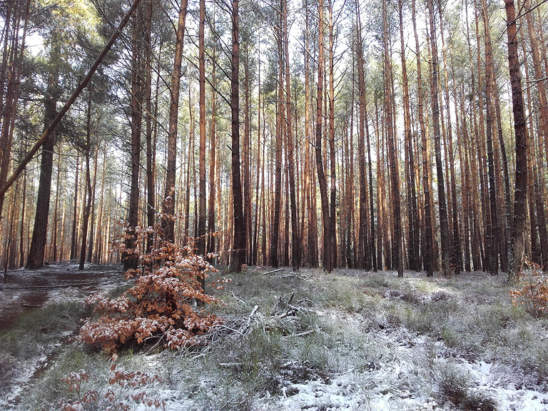 Fläming Winterwald